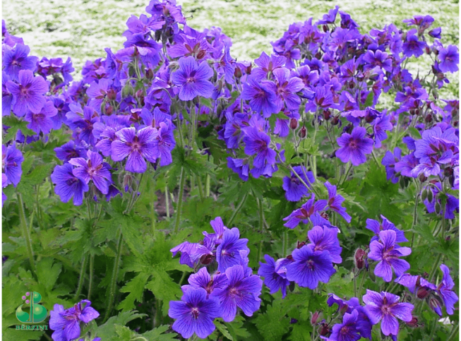 Geranium platypetalum